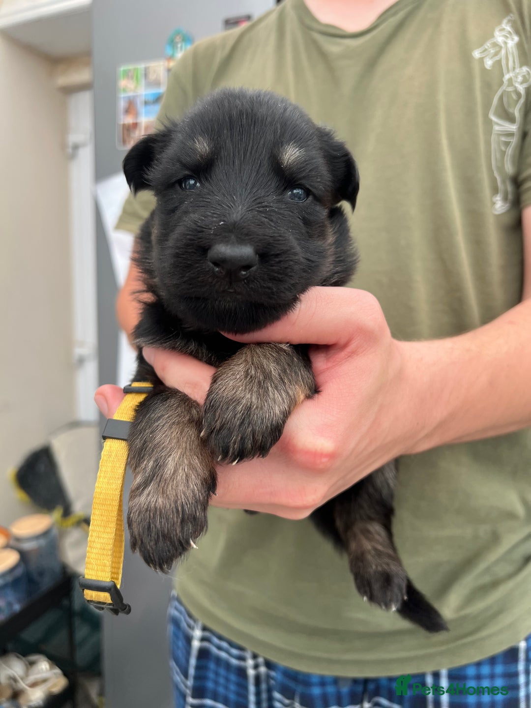 German Shepherd dogs for sale: KC FEMALE GSD PUPPIES - Image 10