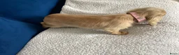 Miniature Dachshund dogs for sale: English Cream longhaired female mini dachshund pup - Advert 4
