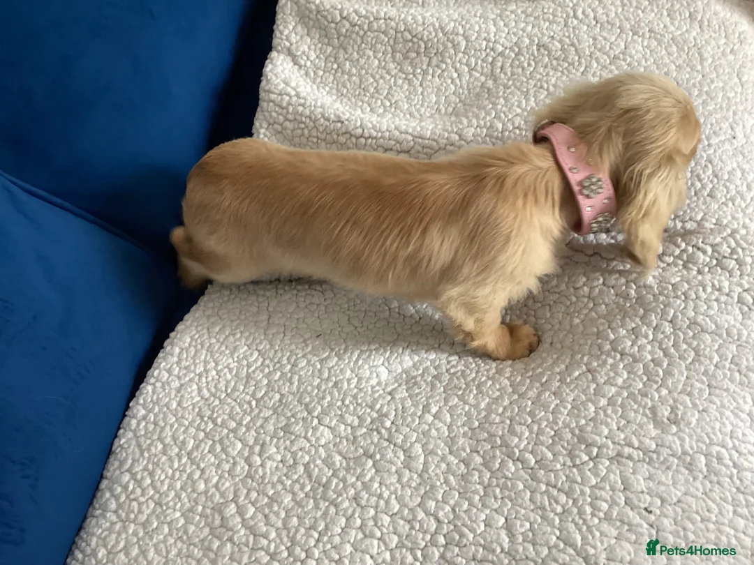 Miniature Dachshund dogs for sale: English Cream longhaired female mini dachshund pup - Advert 4