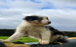 Mixed Breed dogs for sale: 7 Lovely Puppies 2Blue Merle and 5 border Collies. - Image 9