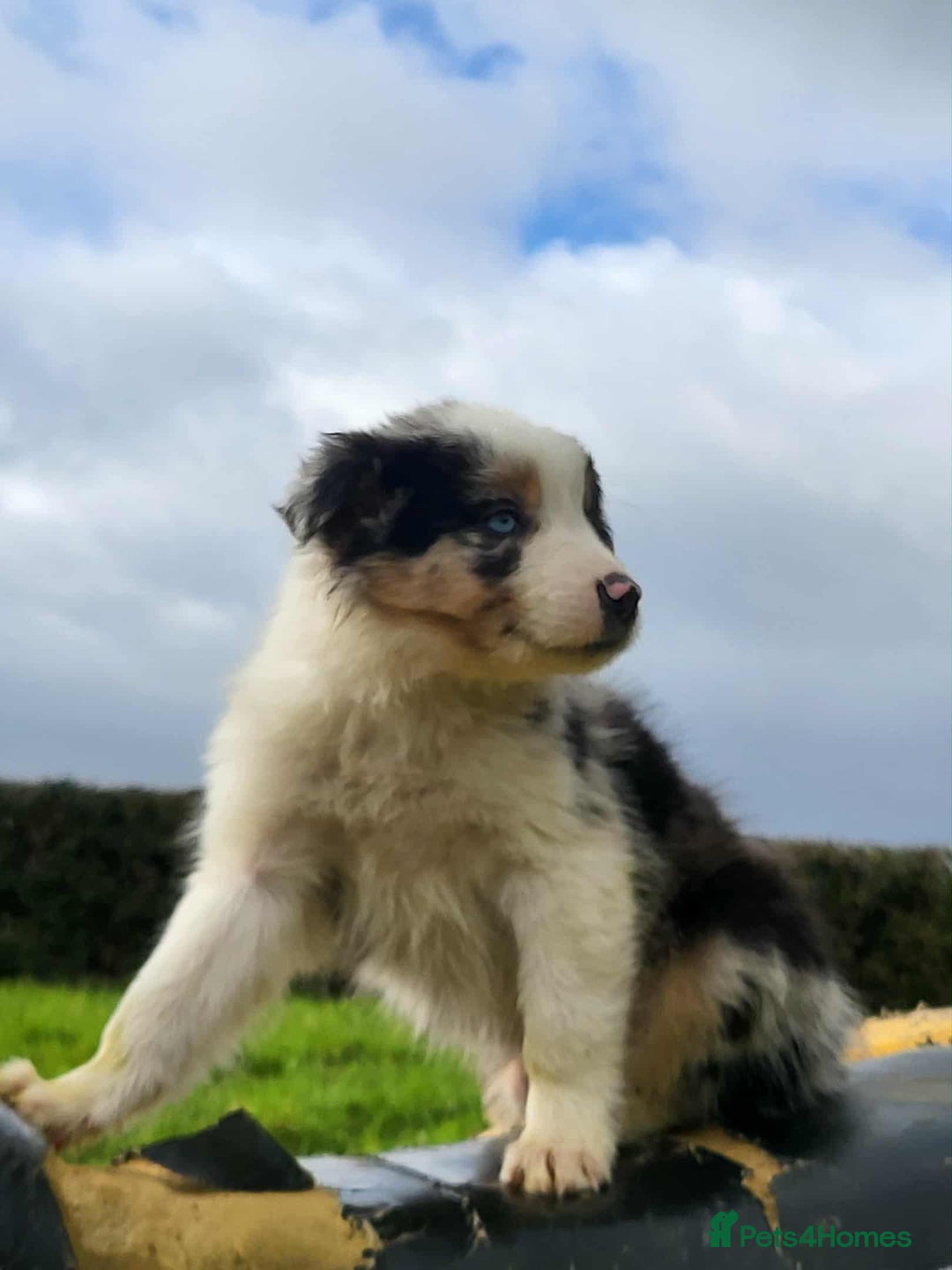 Mixed Breed dogs for sale: 7 Lovely Puppies 2Blue Merle and 5 border Collies. - Image 9