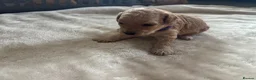 Miniature Poodle dogs for sale: Exquisite KC Registered miniature Poodles  - Advert 17
