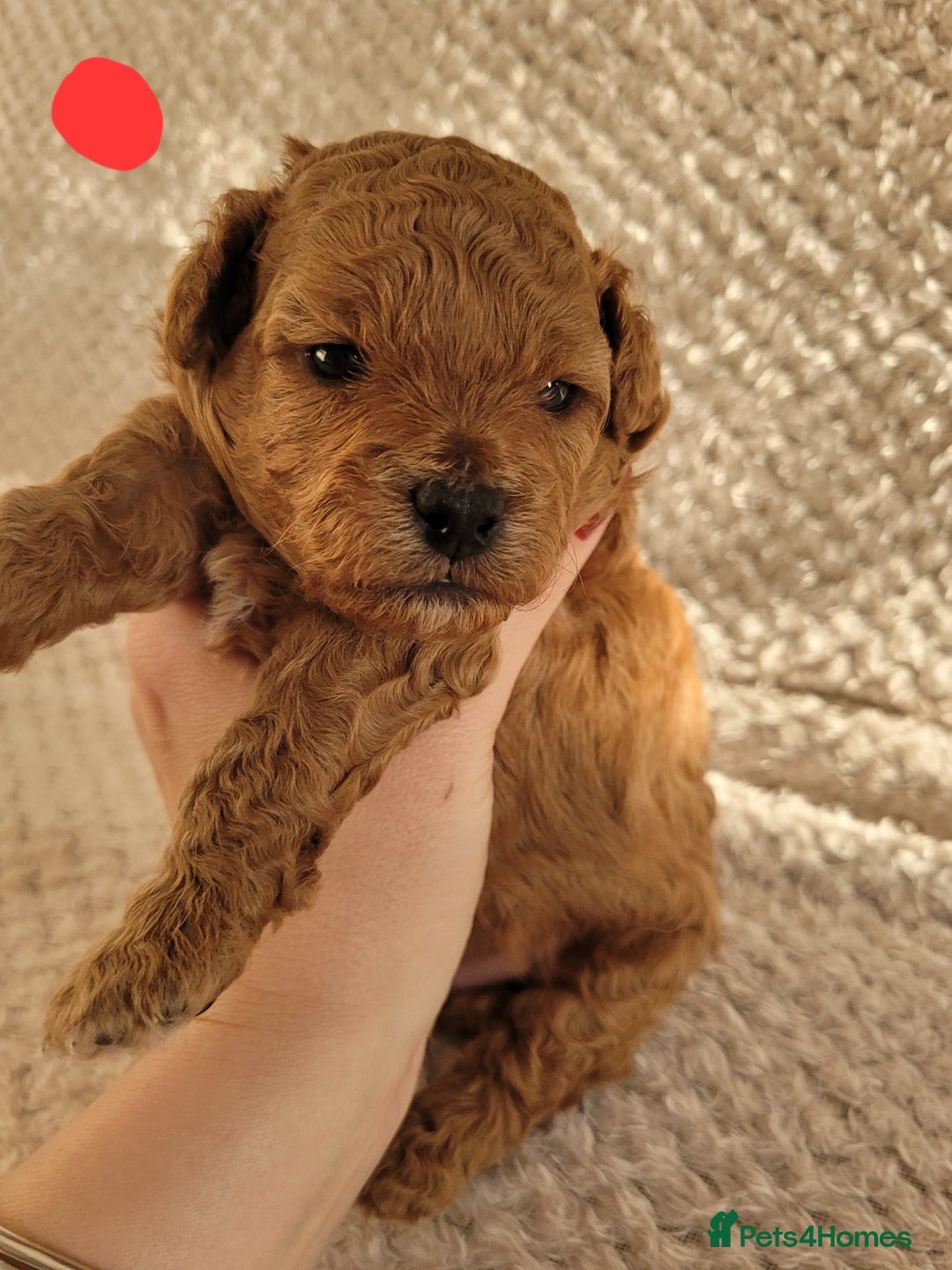 Cavapoo dogs for sale: Adorable mini Cavapoo puppies F1bb - Advert 14