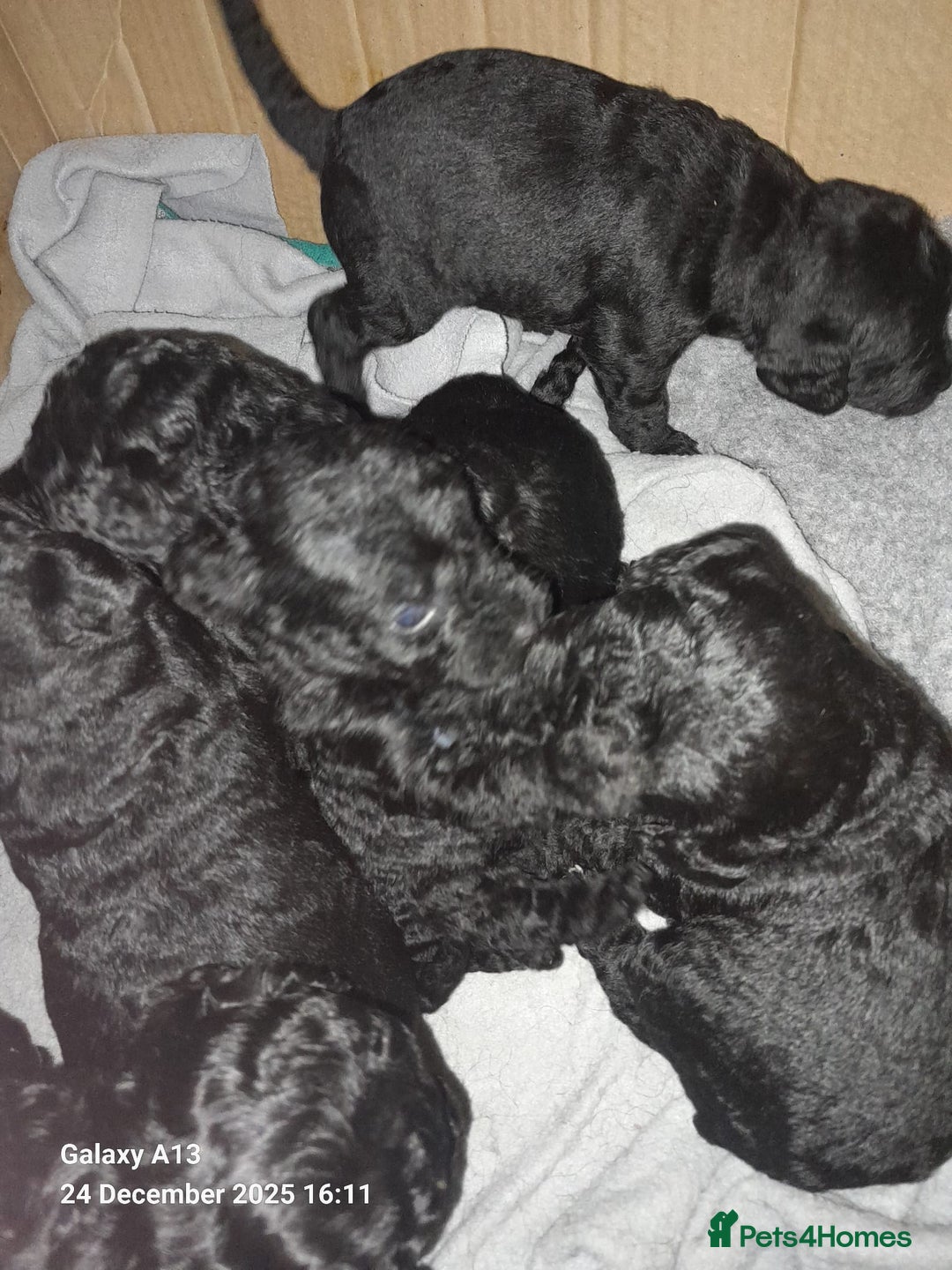 Cockapoo dogs for sale: Black Cockapoos  - Advert 4