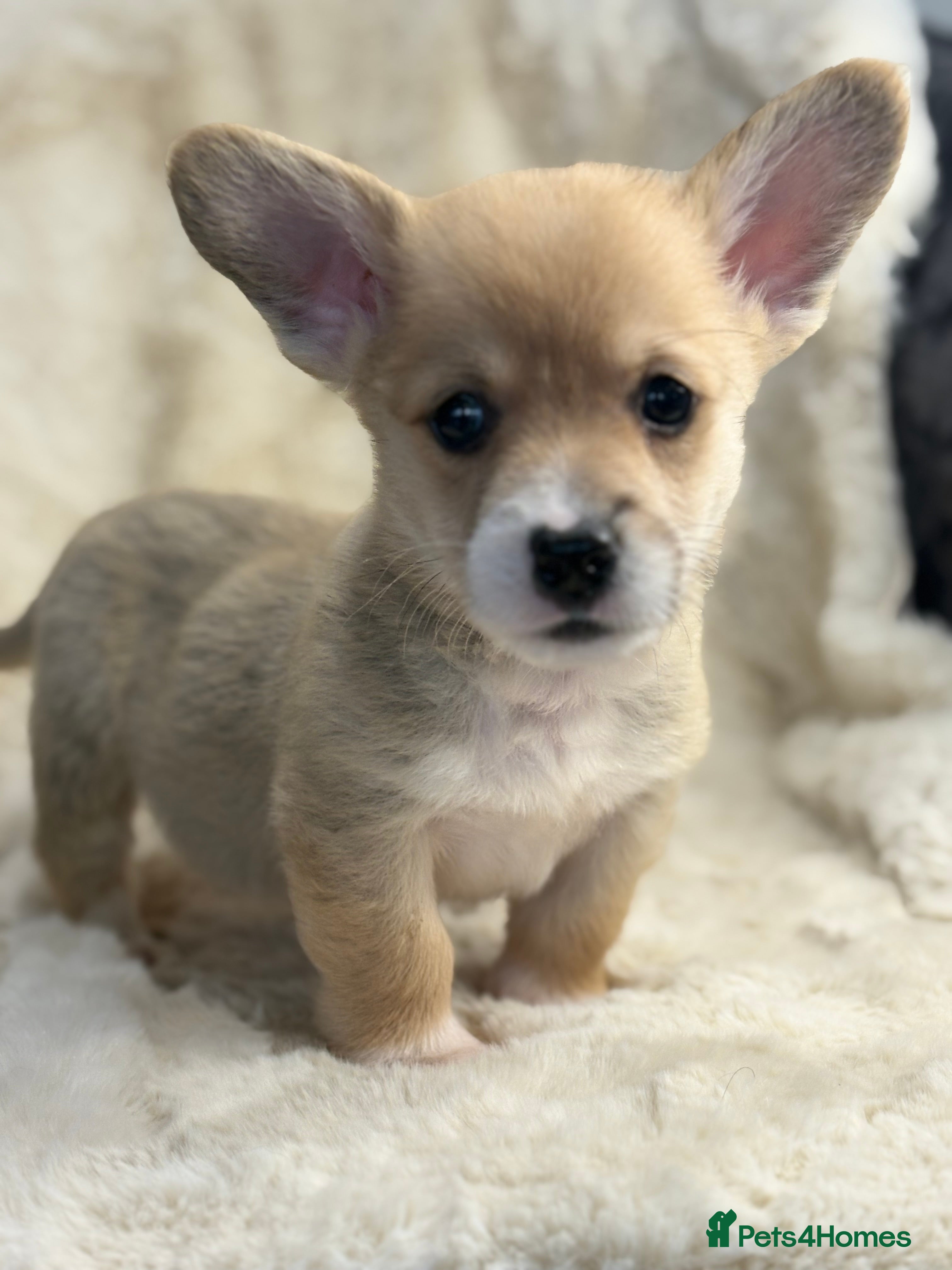 Welsh Corgi Pembroke dogs Top quality corgi puppies  - Advert 2