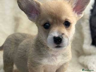 Welsh Corgi Pembroke dogs Top quality corgi puppies - Advert 2
