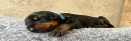 Dobermann dogs for sale: Outstanding Quality Dobermann puppies, KC REG - Advert 17