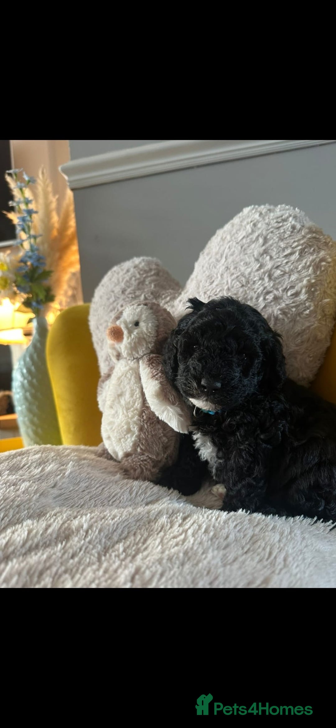 Schnoodle dogs for sale: Schnoodle Puppies - Advert 31