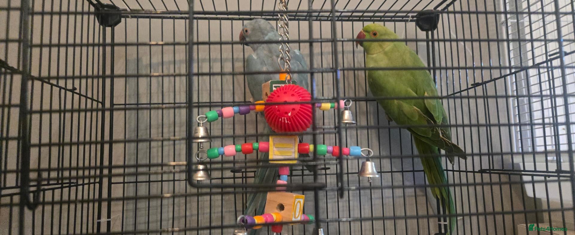 Ringnecks birds 2 x ringnecks, complete set up - Advert 6