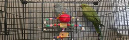 Ringnecks birds for sale: 2 x ringnecks, complete set up - Advert 1