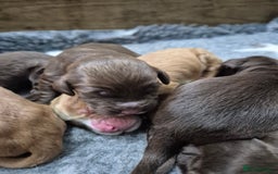 Cocker Spaniel dogs for sale: Cocker Spaniel Puppies - Image 20