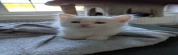 Ragdoll cats for sale: Ragdoll kittens - Advert 35