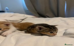 Mixed Breed cats for sale: 3 beautiful fluffy kittins  - Image 9