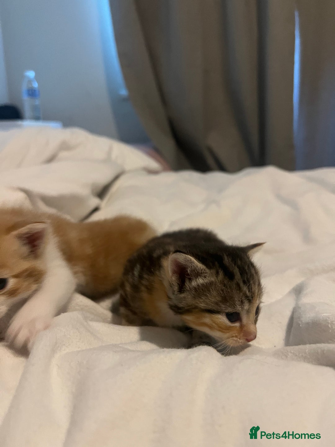 Mixed Breed cats for sale: 3 beautiful fluffy kittins  - Image 9