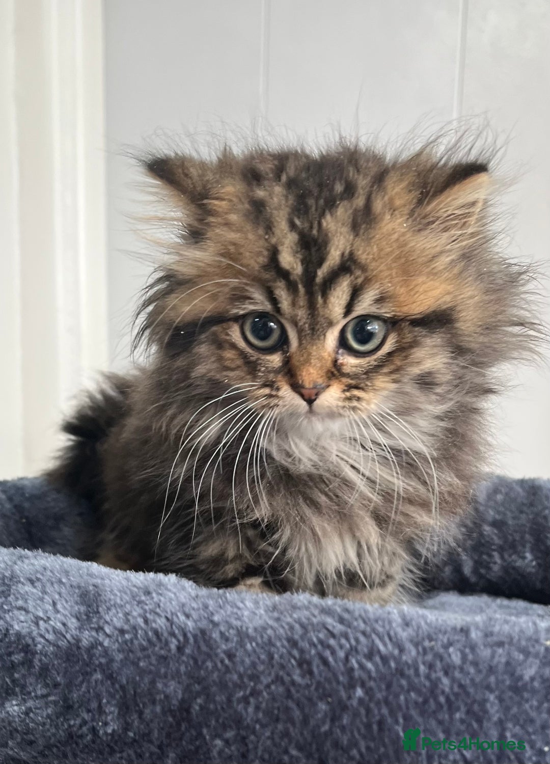 Turkish Angora cats for sale: Stunning Turkish Angora x Persian kittens  - Image 5