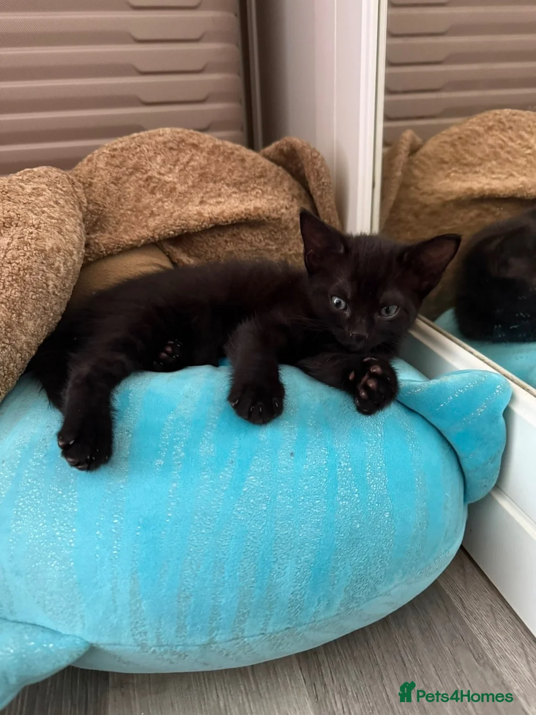 Mixed Breed cats for sale: Beautiful Black Kittens - Advert 4