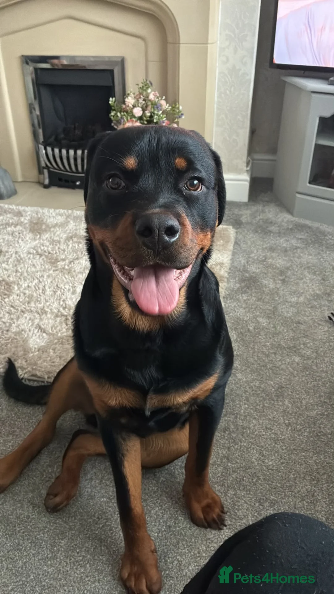 Rottweiler dogs for sale: Rottweiler 11 month old male in Manchester - Advert 3