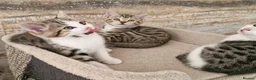 Mixed Breed cats for sale: 3 half bengal kittens - Advert 4