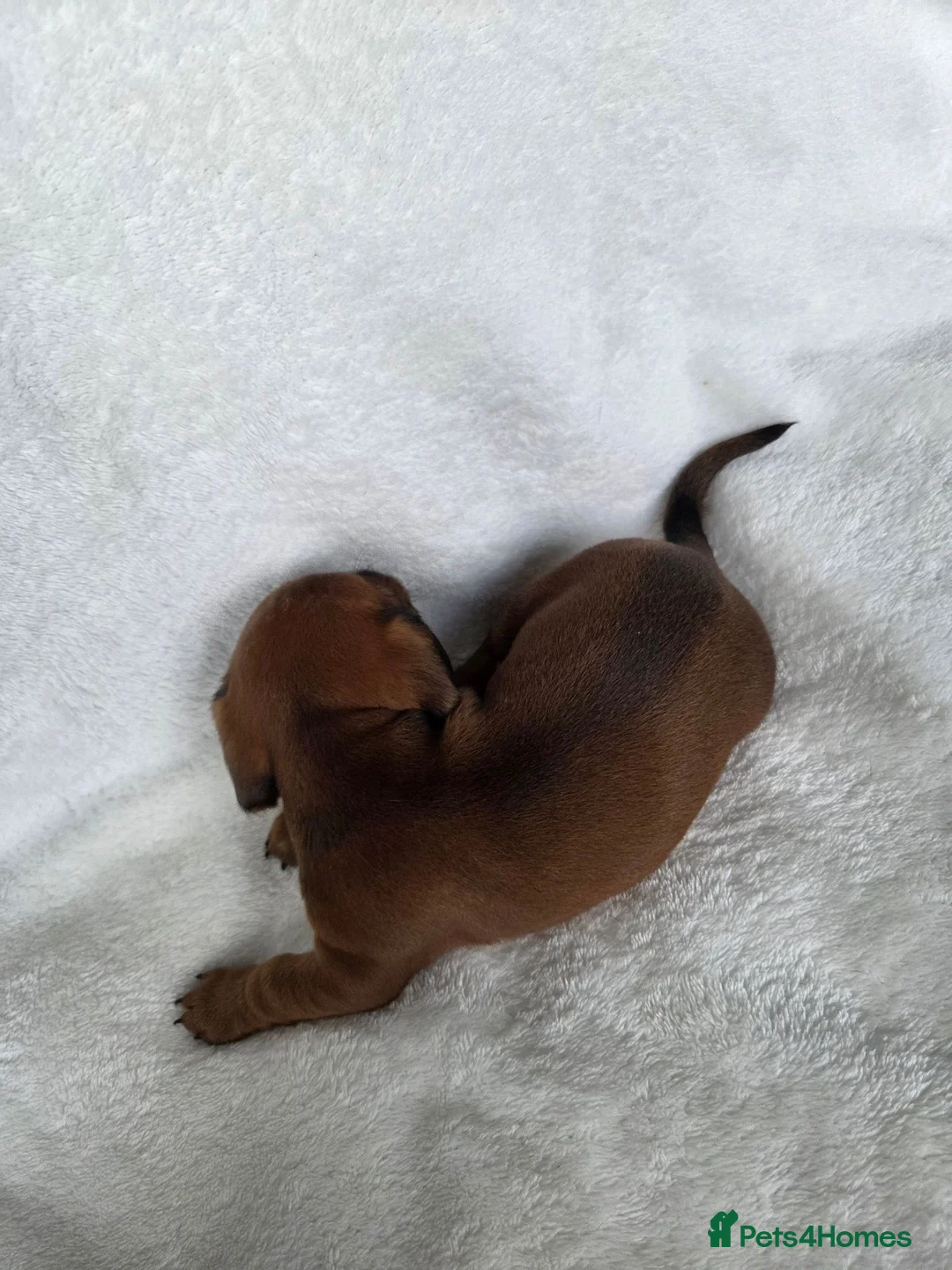 Miniature Dachshund dogs for sale: Miniature Dachshund Puppies - Advert 9