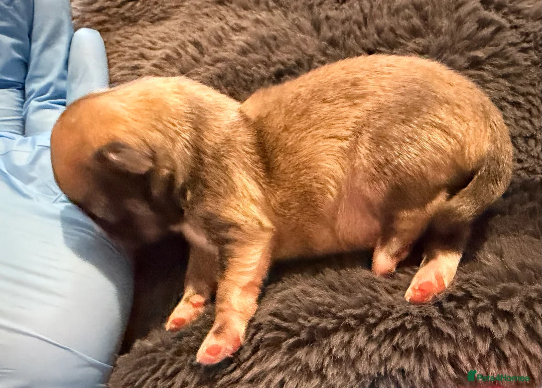 Mixed Breed dogs for sale: Malchi puppies - Advert 40