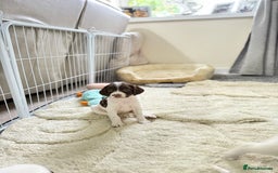 English Springer Spaniel dogs for sale: Springer spaniel puppies for sale - Image 5