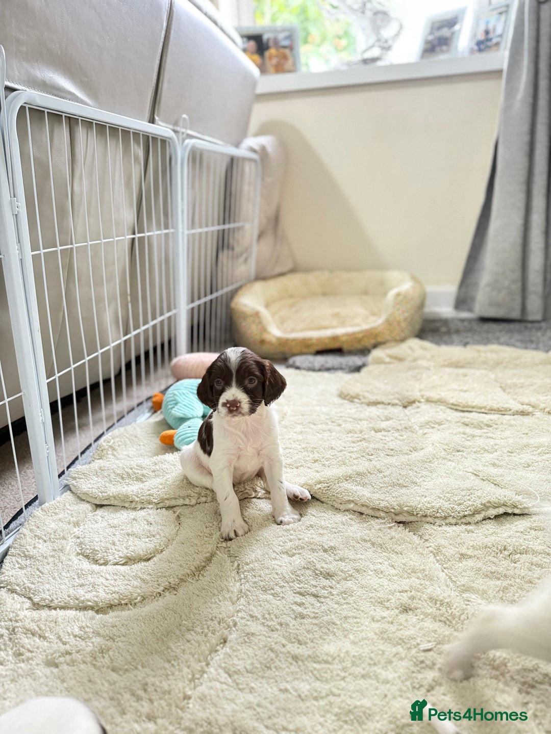 English Springer Spaniel dogs for sale: Springer spaniel puppies for sale - Image 5
