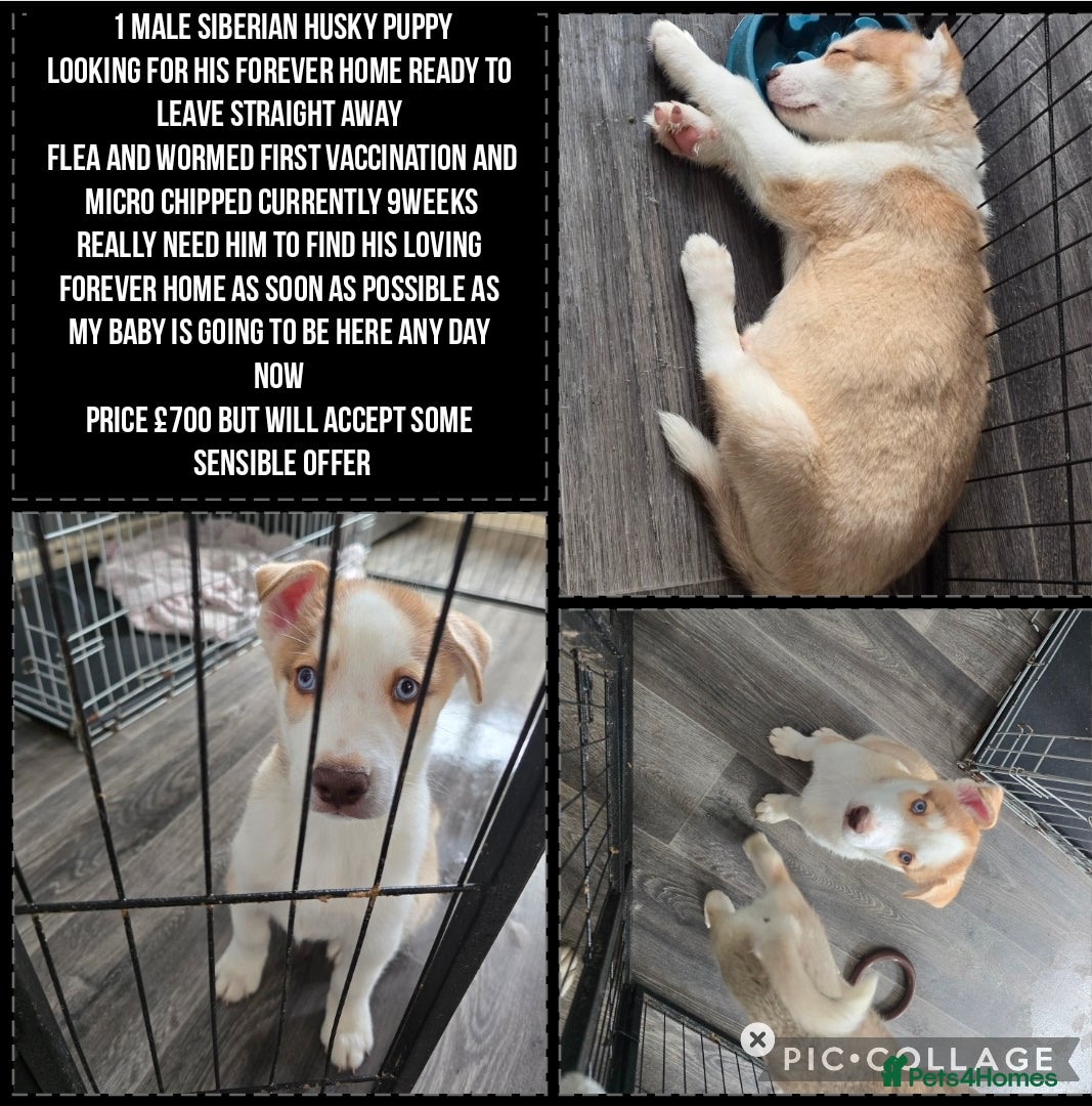 Siberian Husky dogs HUSKY PUPPIES READY TO LEAVE NOW! - Advert 6