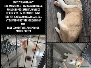 Siberian Husky dogs HUSKY PUPPIES READY TO LEAVE NOW! - Advert 6