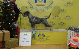 Schnauzer dogs for sale: STANDARD SCHNAUZER PUUPY - Image 5