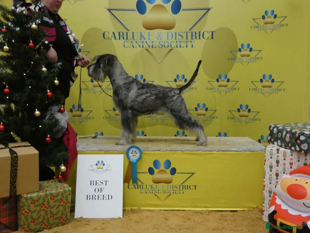 Schnauzer dogs for sale: STANDARD SCHNAUZER PUUPY - Image 5