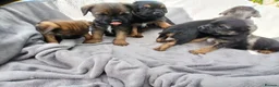 Border Terrier dogs for sale: Border terrier puppies  in Maidstone - Advert 12