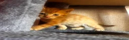 Mixed Breed cats for sale: Beautiful ginger kittens! in Chesterfield - Advert 3