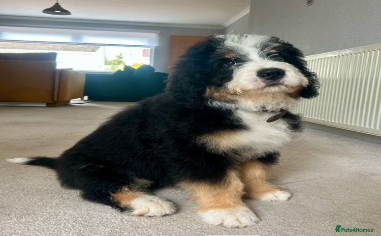 Bernedoodle dogs - Advert 1