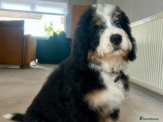 Bernedoodle dogs - Advert 4