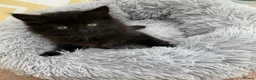 Mixed Breed cats for sale: Fluffy kittens looking for forever home - Advert 21