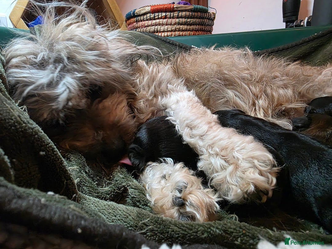 Mixed Breed dogs for sale: Miniature Dachshund x Bichon Havanese Puppies - Advert 13