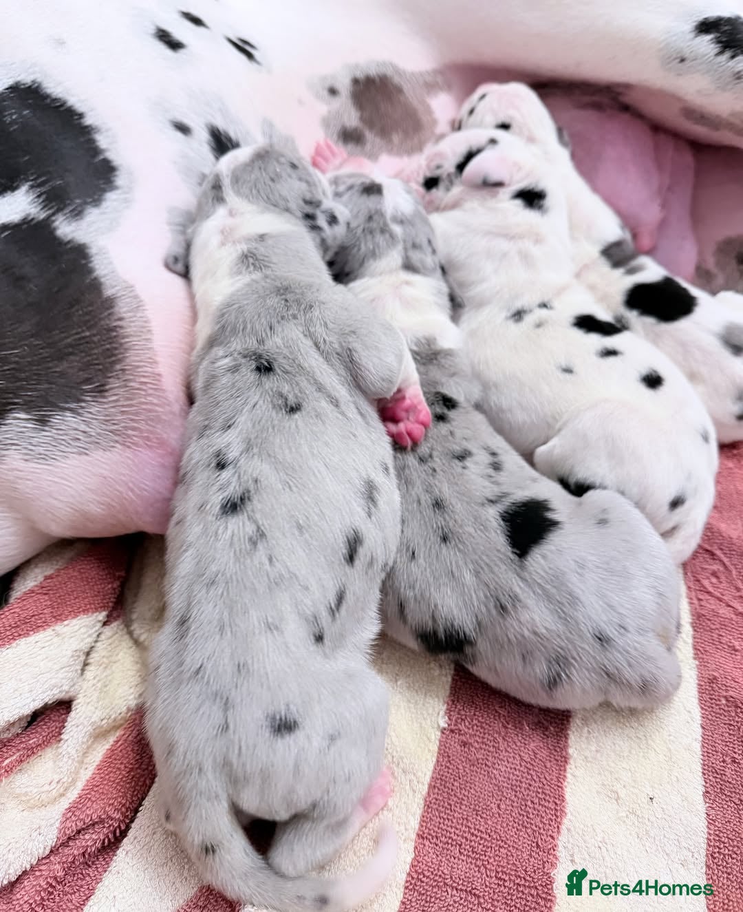 Great Dane dogs for sale: Great Danes Available–Gentle Giants in the Making - Advert 11