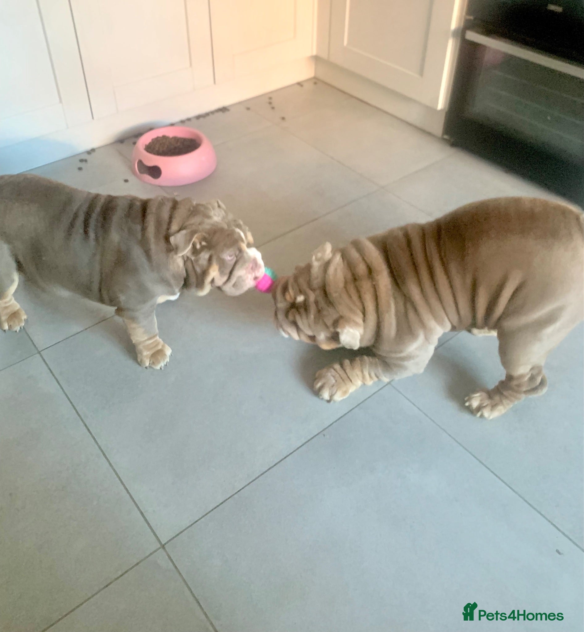 English Bulldog dogs Two Tru colour English bulldogs - Advert 1