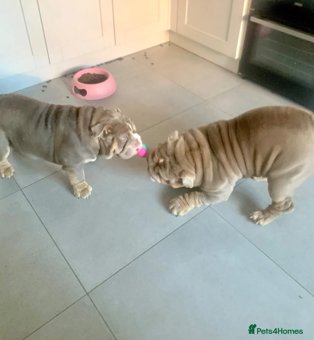 English Bulldog dogs for sale: Two Tru colour English bulldogs - Advert 1