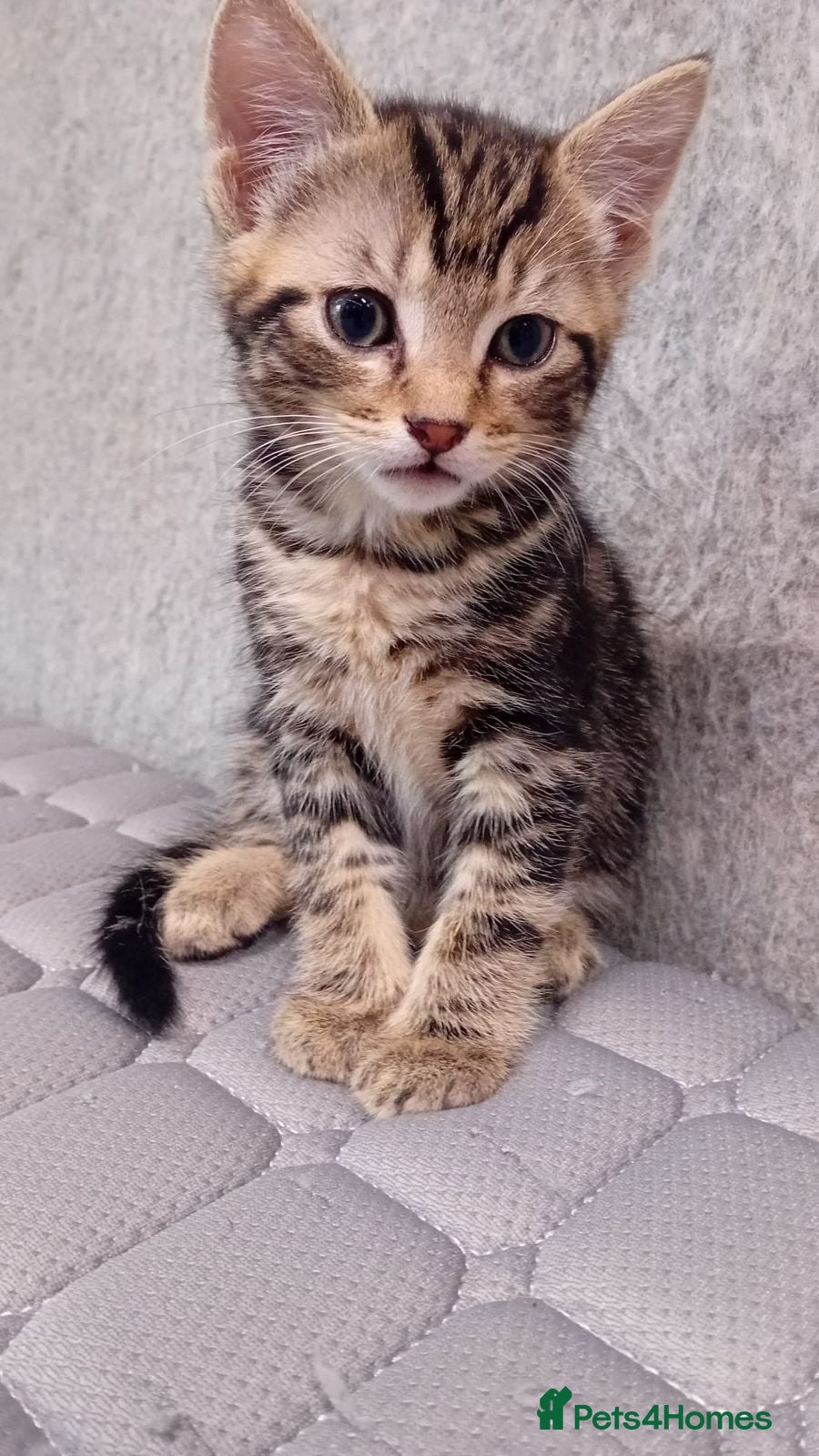 Mixed Breed cats Friendly kitten - Advert 1