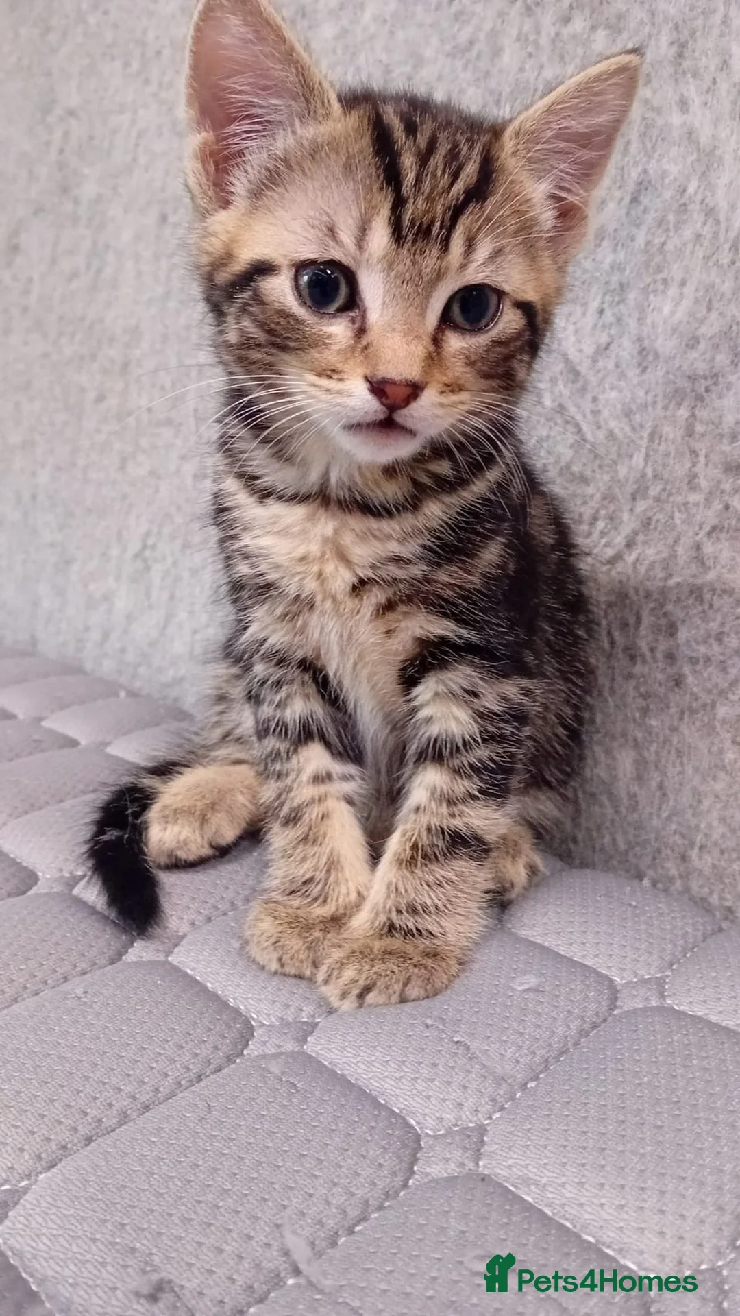 Mixed Breed cats for sale: Friendly kitten - Advert 1