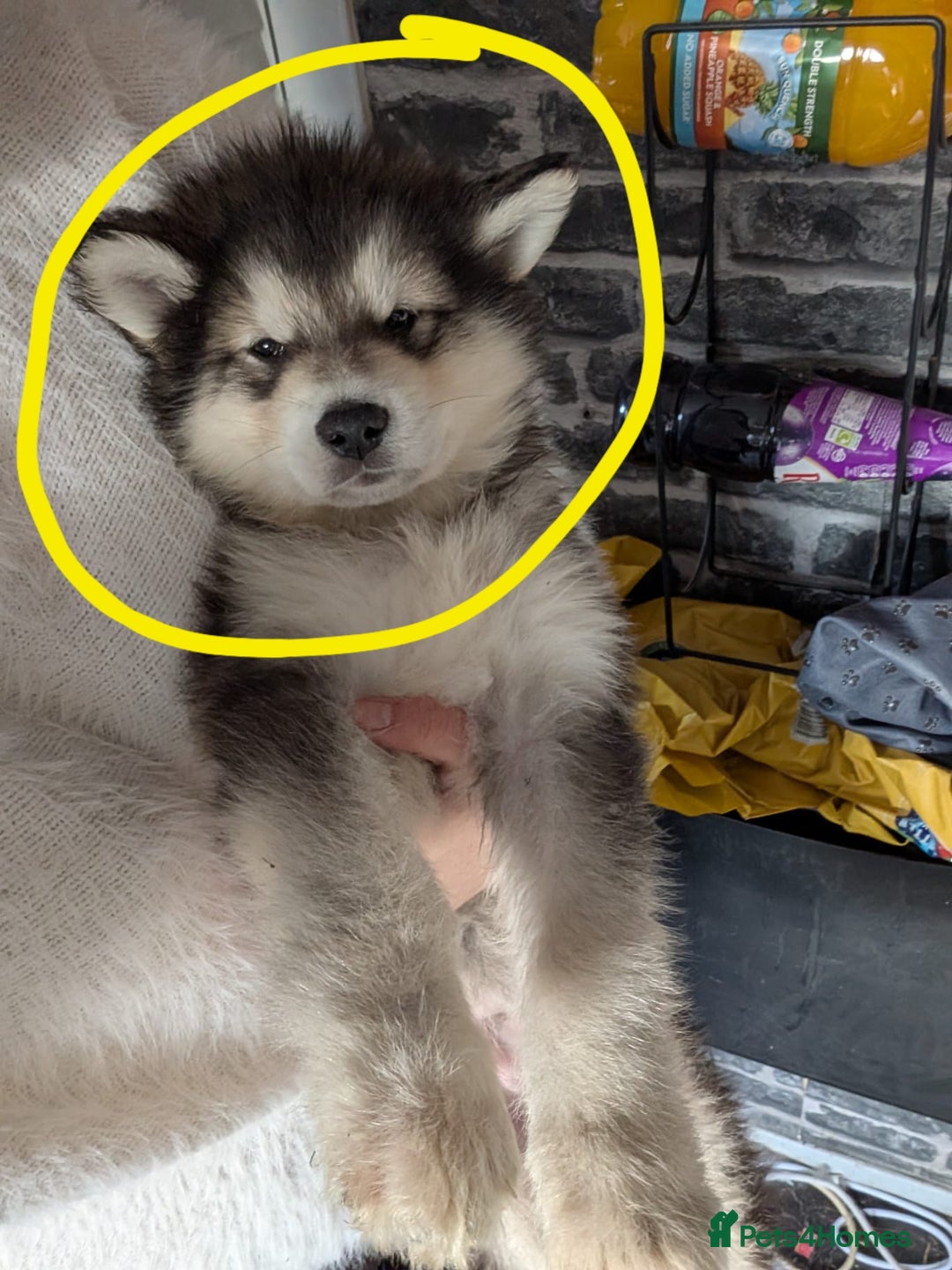 Alaskan Malamute dogs for sale: 2 left KC Alaskan malamute puppies champion lines - Advert 4