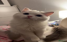 Ragdoll cats for sale: LAST KITTEN LEFT 🎀 - Image 10
