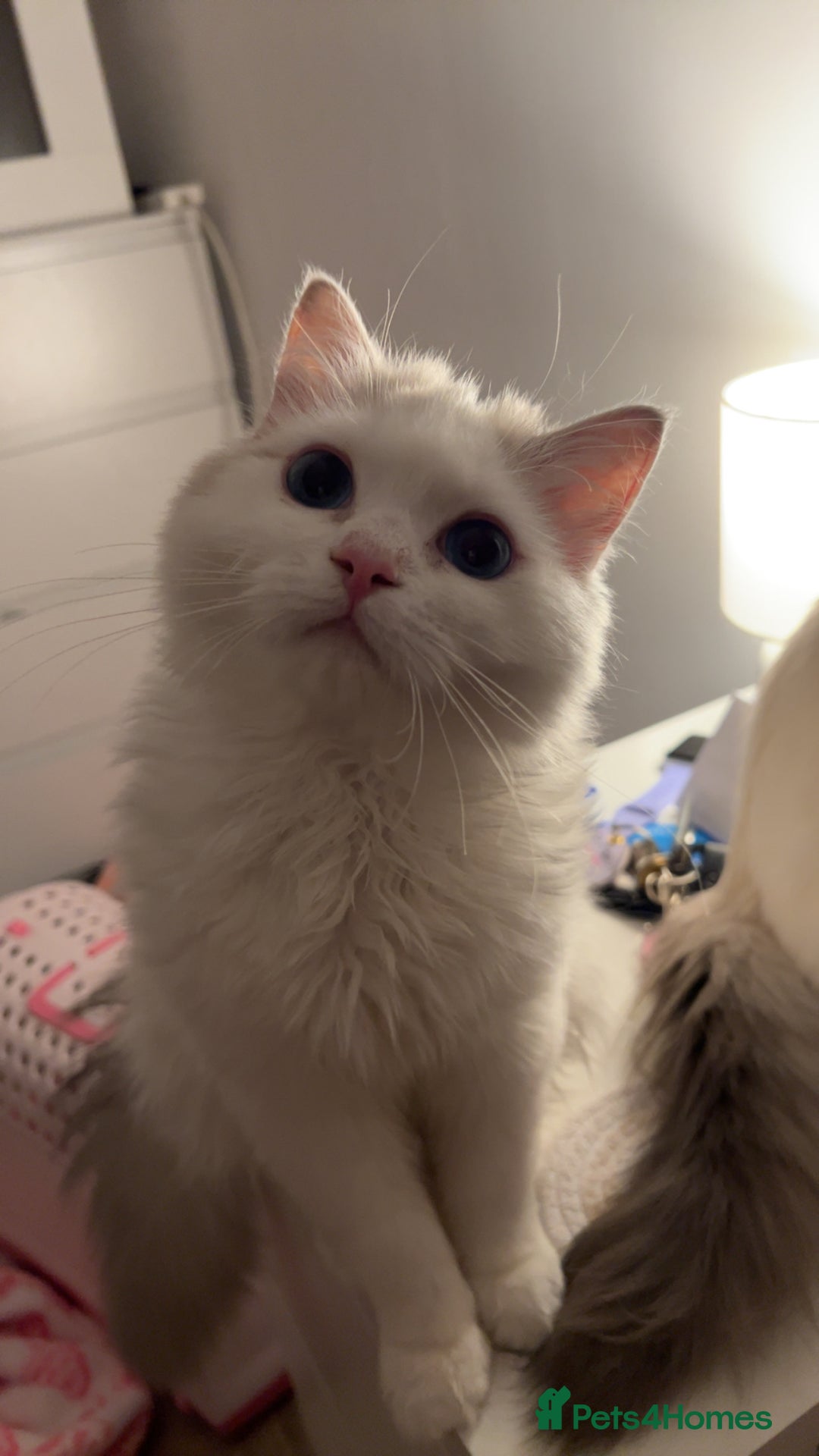 Ragdoll cats for sale: LAST KITTEN LEFT 🎀 - Image 10