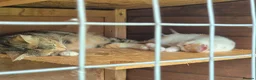 Mixed Breed cats for sale: READY TO LEAVE - Only 2 left - adorable kittens - Advert 2