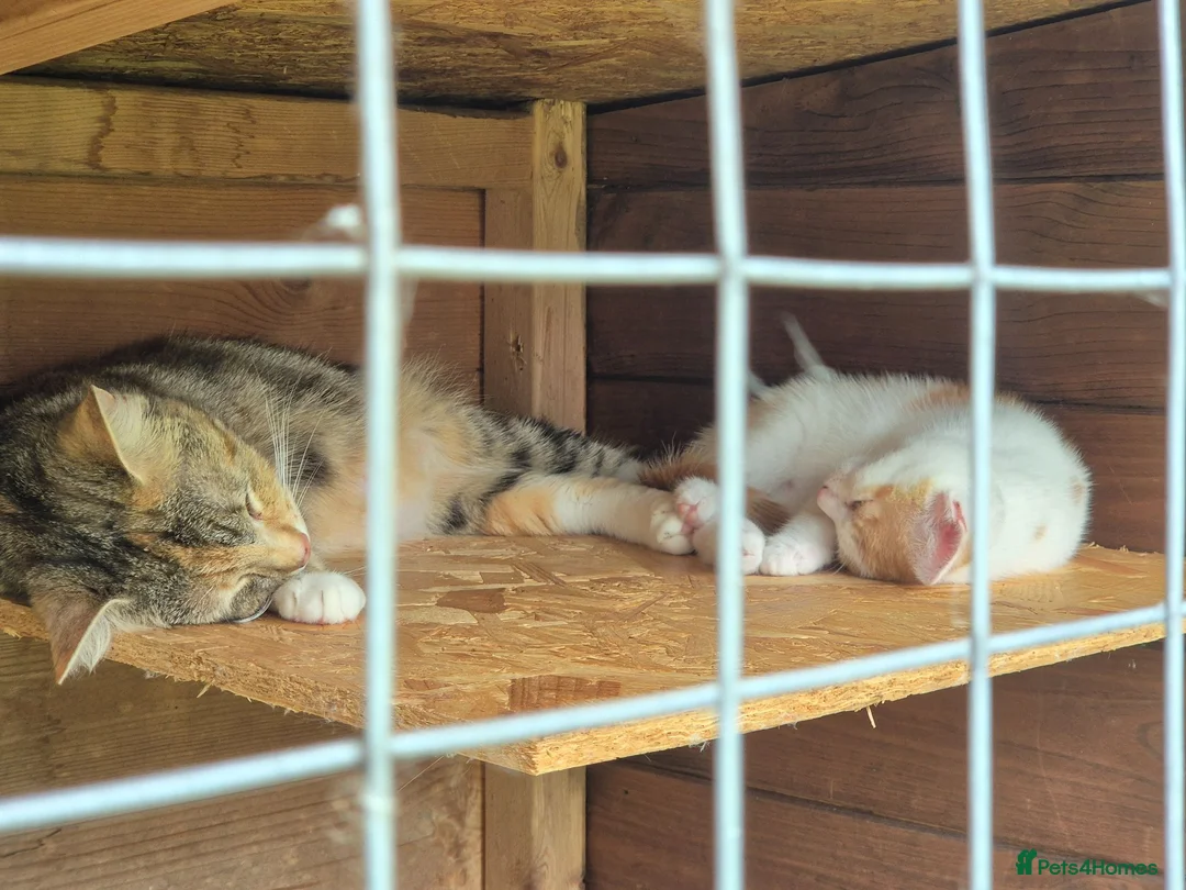 Mixed Breed cats for sale: READY TO LEAVE - Only 2 left - adorable kittens - Advert 2