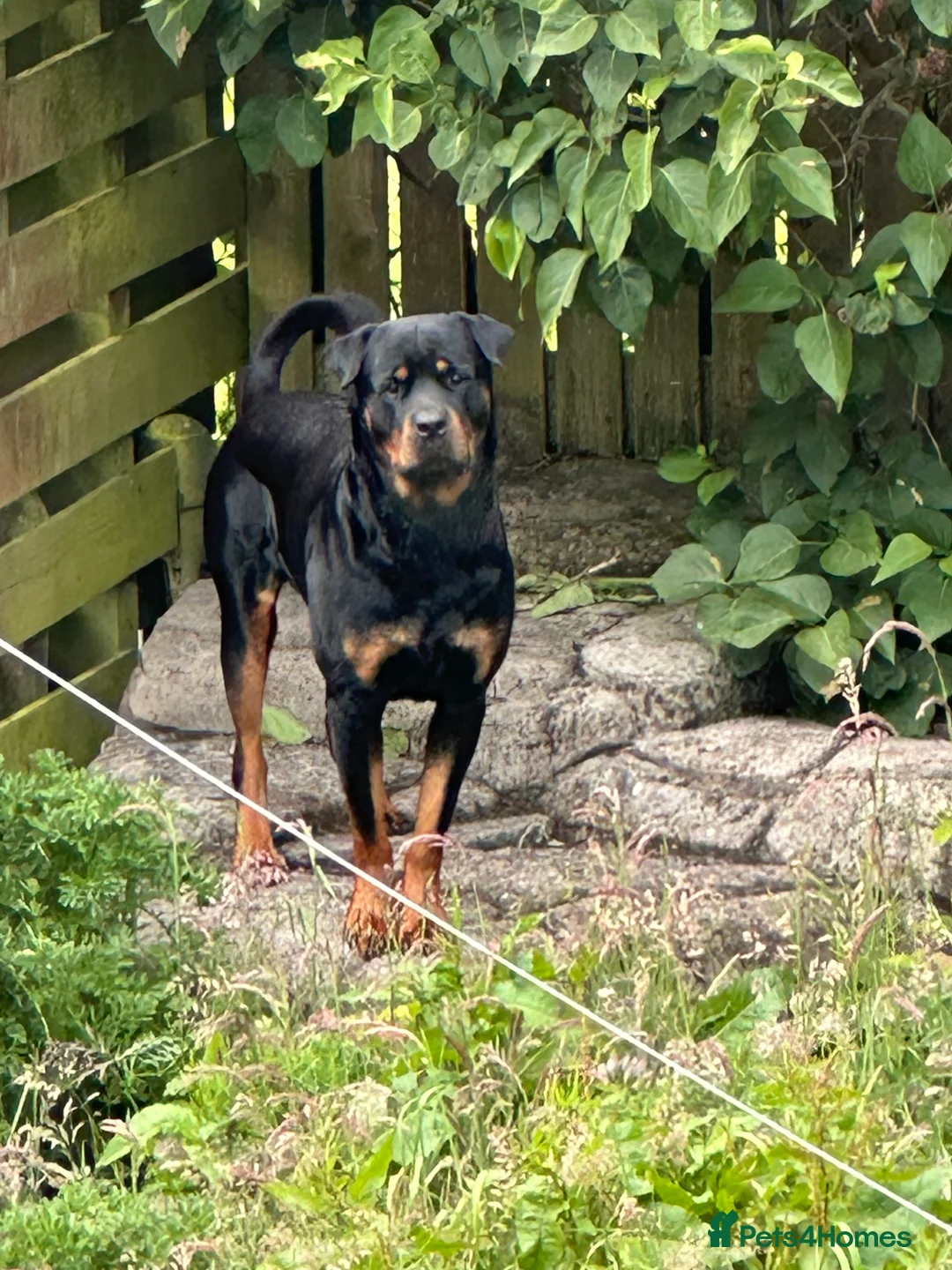 Rottweiler dogs for stud: Rottie male for stud in Ayr - Advert 5