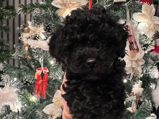 Cockapoo dogs Stunning f1b cockapoo's for sale - Advert 9