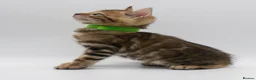 Bengal cats for sale: TICA Registered Brown & Snow Lynx Bengal Kittens - Advert 14
