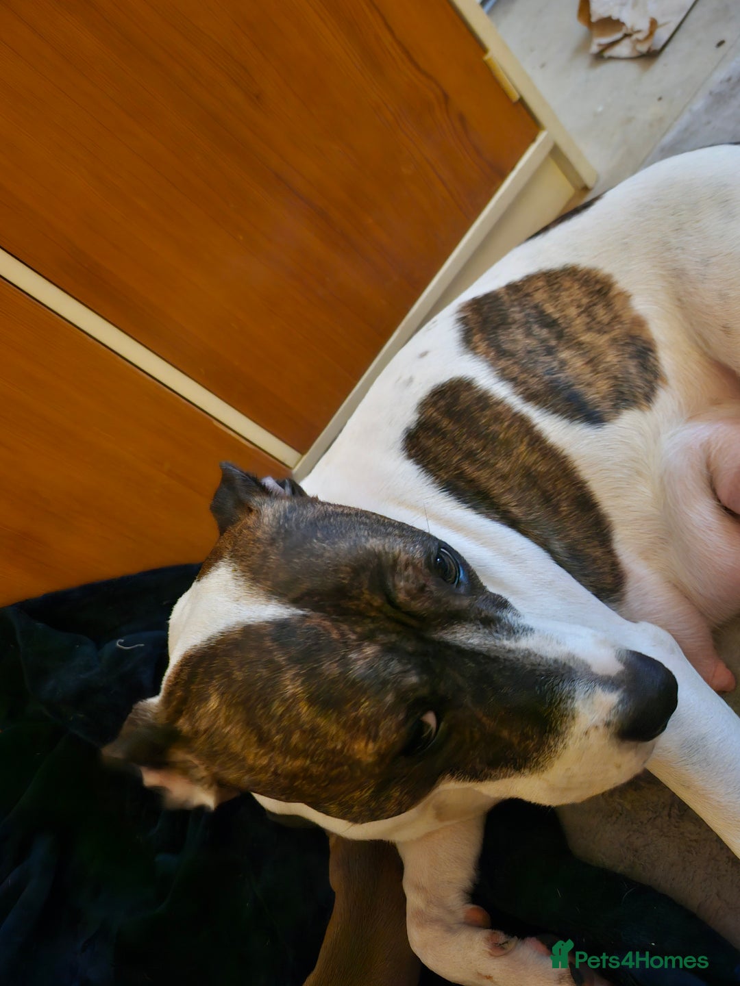 Staffordshire Bull Terrier dogs for sale: Staffy puppies - Advert 1